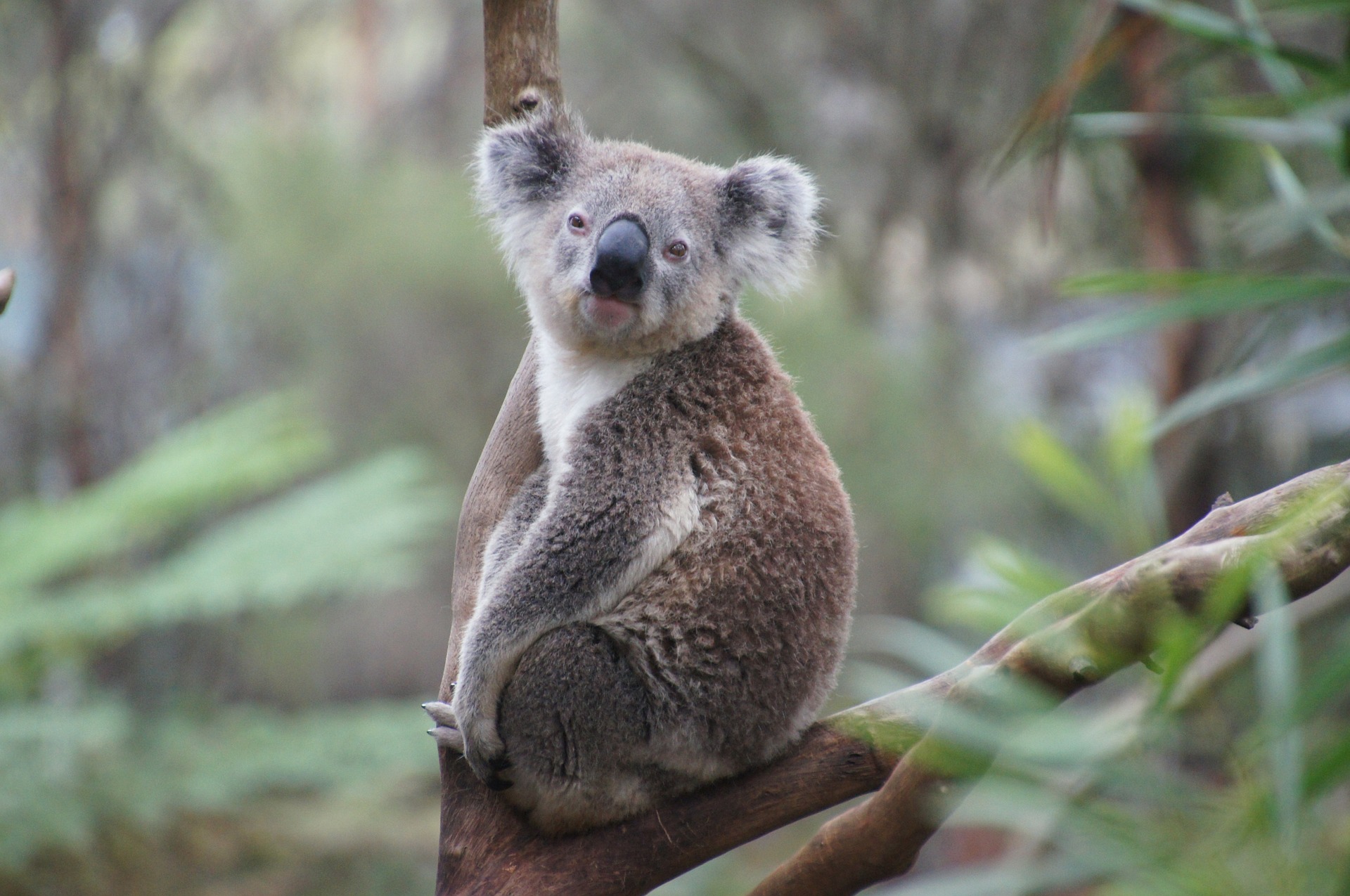 _images/koala.jpg